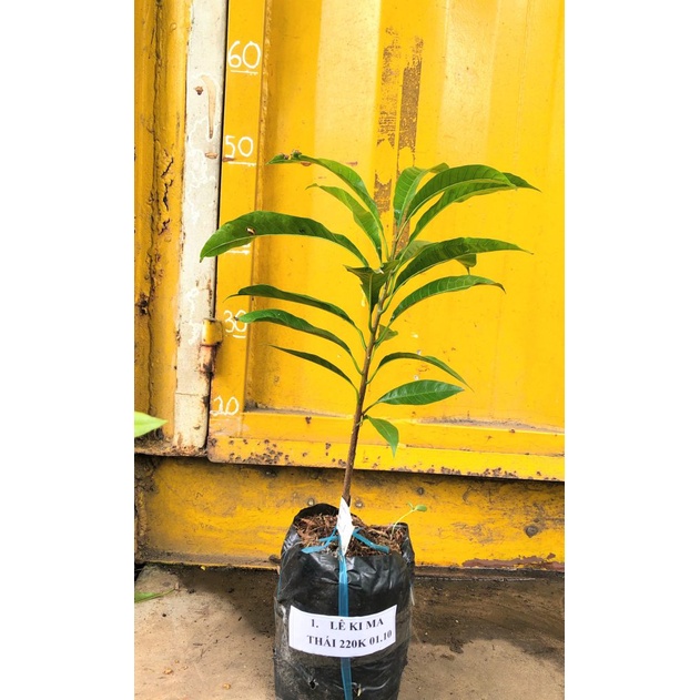 Cây Giống Lêkima