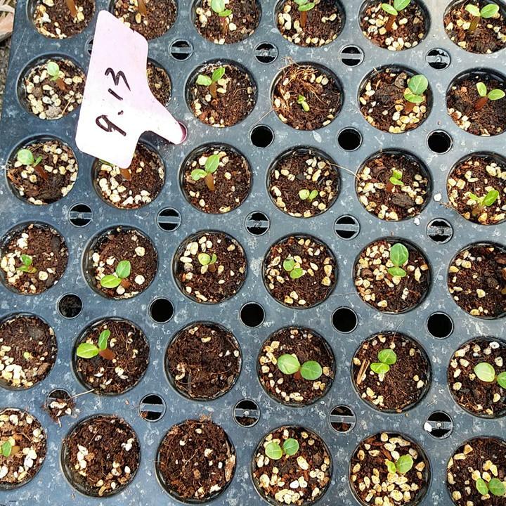 Bộ 2 gói Hạt giống hoa sứ Thái kép - Lên mầm 100%