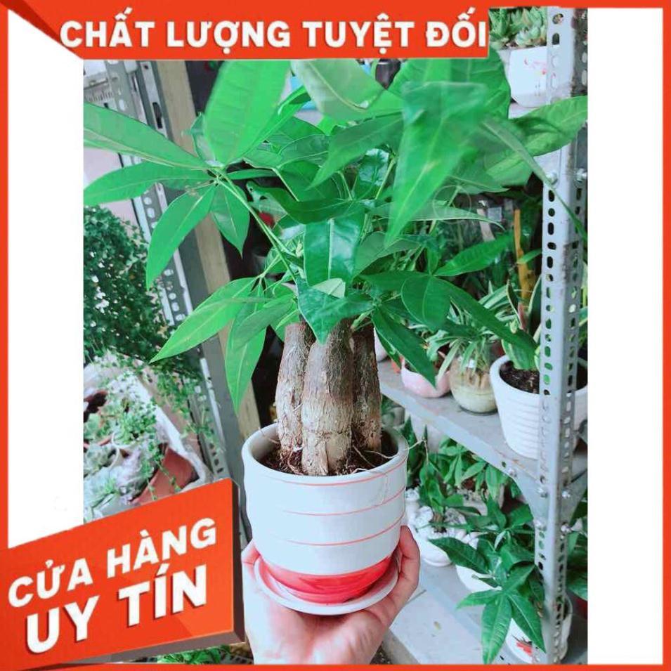 Chậu Kim Ngân 3 Thân Nhiều Người Mua
