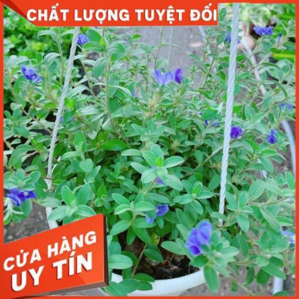 Chậu hoa thanh tú treo chậu to