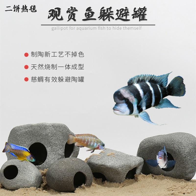 Hang cá ali ZS 1002 - hang pleco - trang trí bể tép - bể thủy sinh - hồ cá cảnh - biotop - bò sát