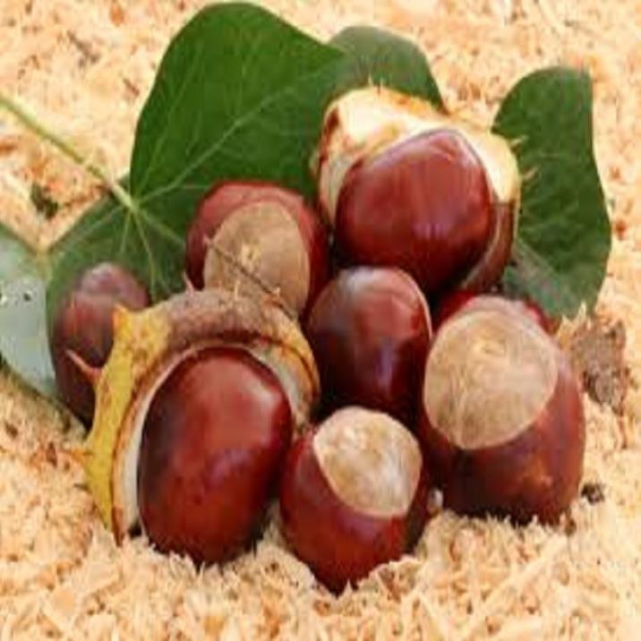 CÂY GIỐNG CÂY HẠT DẺ TRÙNG KHÁNH