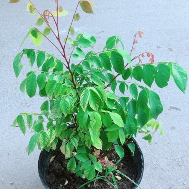 Bụi Khế Cho Sai Trái