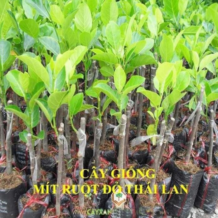 Sản phẩm MÍT THÁI LAN RUỘT ĐỎ
