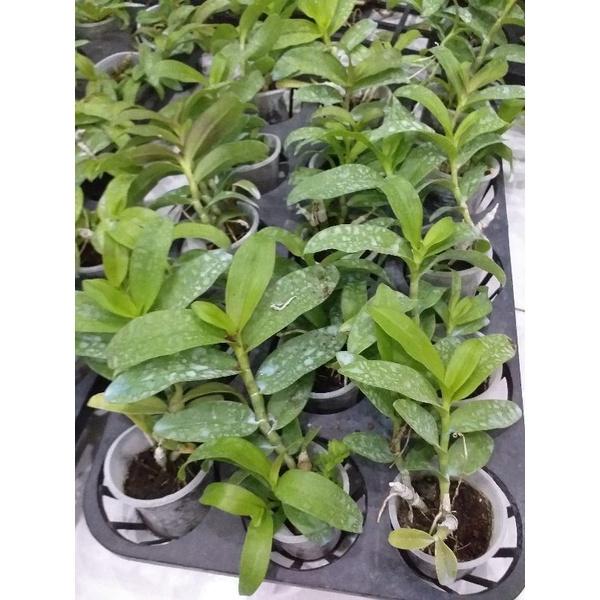 Hoa phong lan - 5ct quảng bình