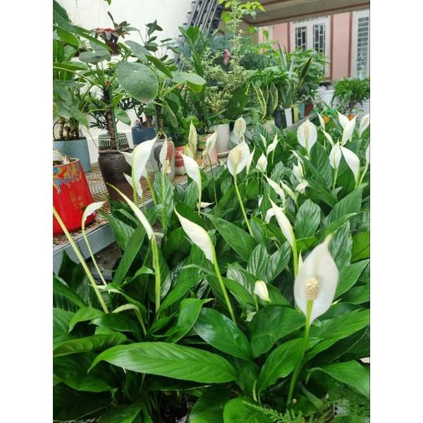 Lan ý trồng thủy sinh - cây cảnh để bàn