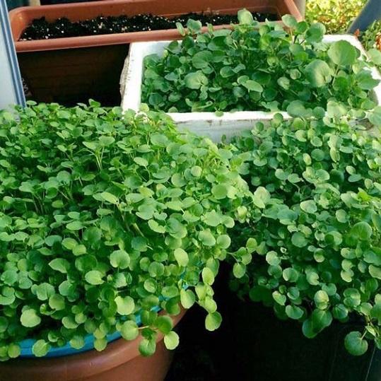 Hạt giống xà lách xoong Mỹ - Chịu nhiệt dễ trồng