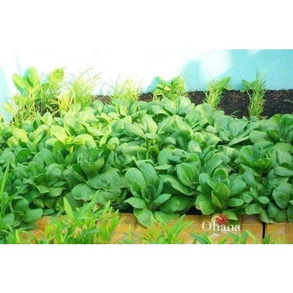 HẠT GIỐNG RAU CẢI THÌA CẢI CHÍP