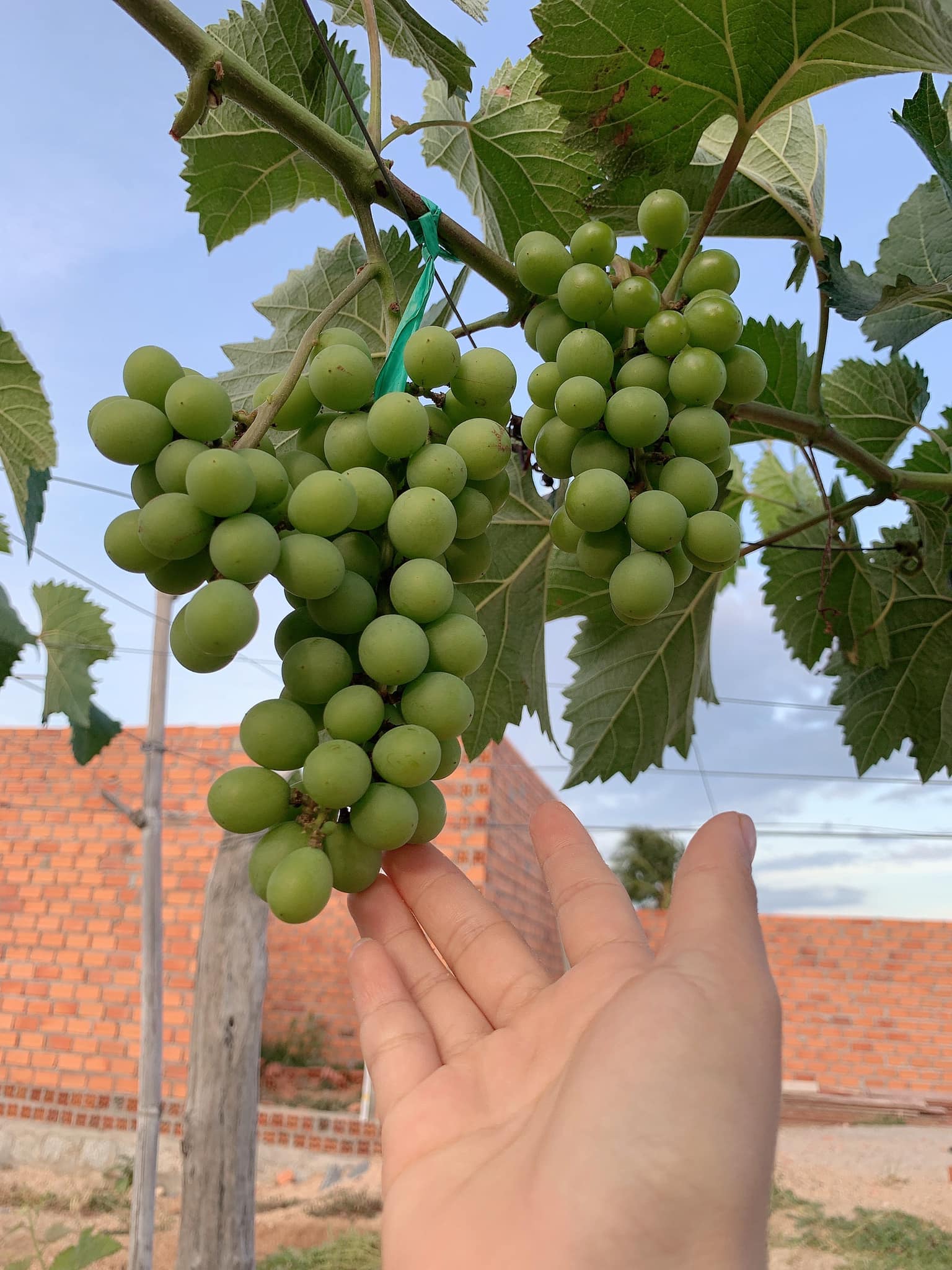 Cây Nho Kyoho Giống Mới Trái Ngọt - Hướng Dẫn Kĩ Thuật Đến Ra Trái