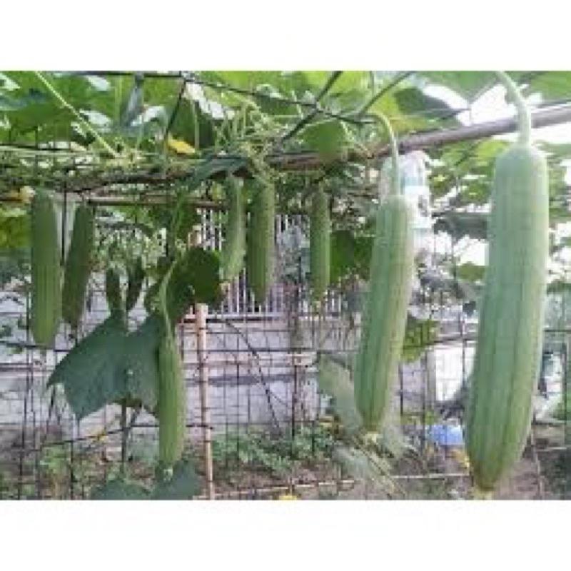 10 hạt mướp hương Thái Lan F1