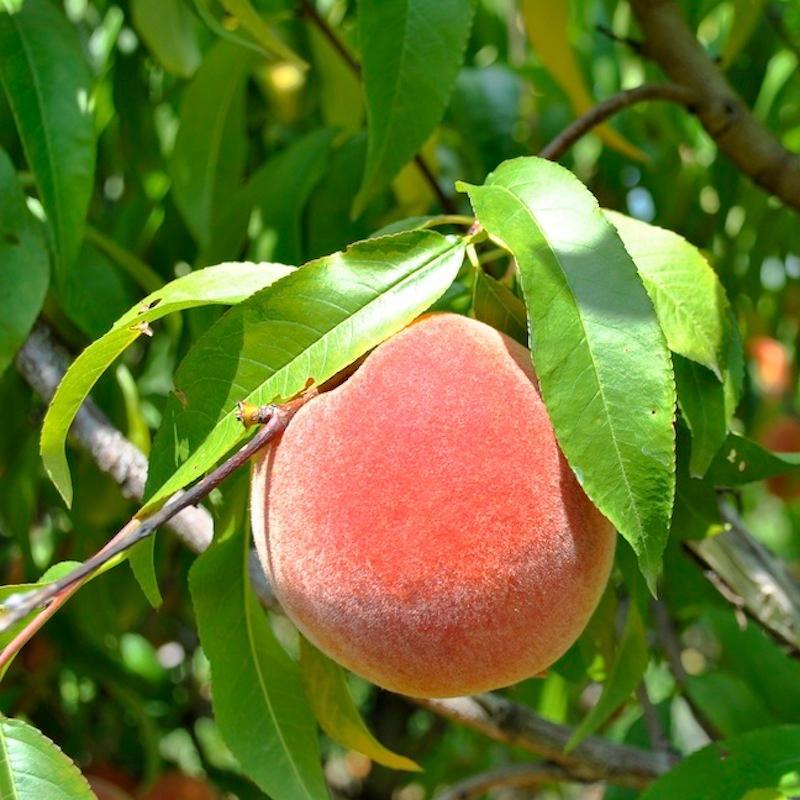 Cây GIỐNG ĐÀO BÁT TIÊN NHẬT BẢN