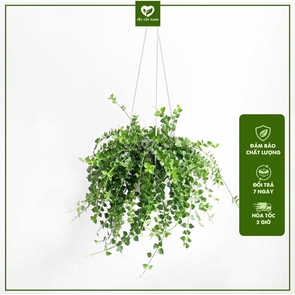 Cây Lan Tim - Chậu Treo nhánh dài khoảng 25cm