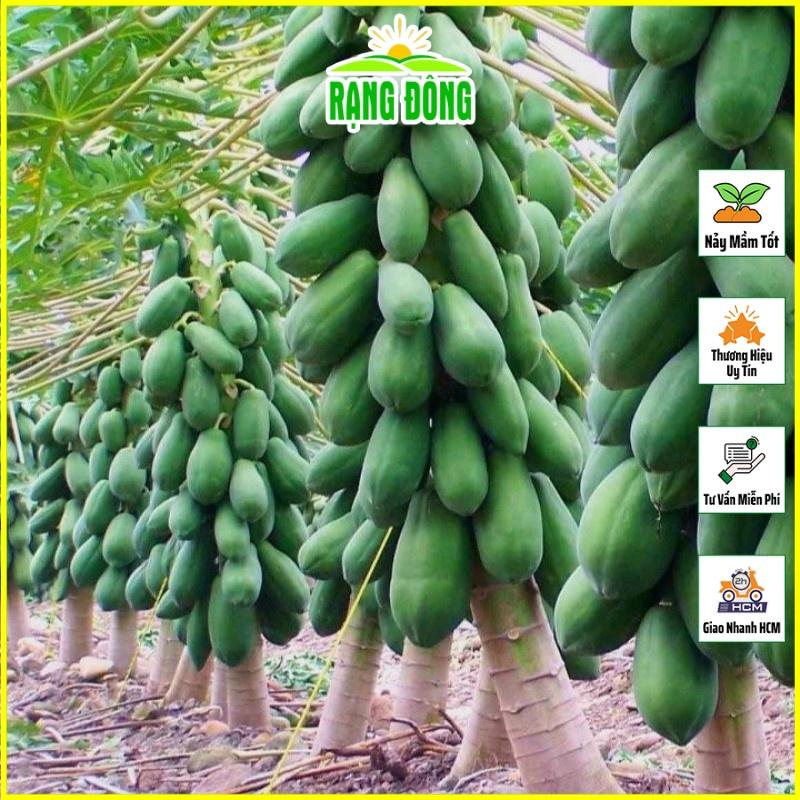 Hạt Giống Đu Đủ Lùn Thái Lan  - Hạt giống Rạng Đông