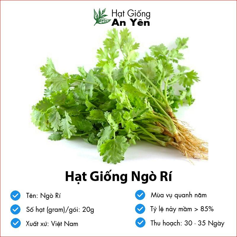 Hạt giống Ngò Rí thu hoạch sớm, dễ trồng, nảy mầm cao, sinh trưởng khoẻ