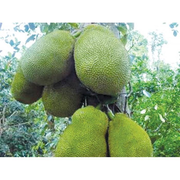 Cây giống MÍT TỨ QUÝ siêu quả - cây giống chuẩn F1
