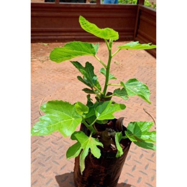 Cây sung mỹ size trung giống chuẩn cao 30-40 cm -Không giao dc 19 tỉnh Miền Nam