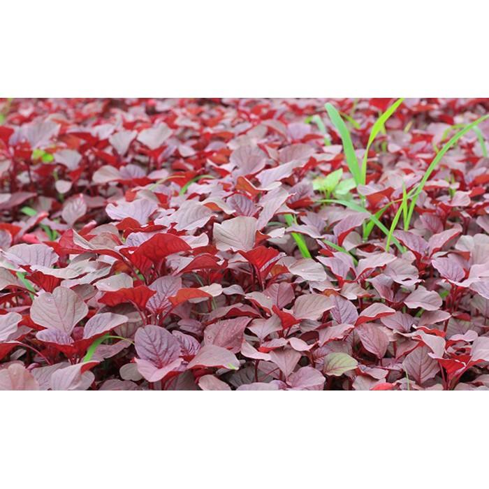 Hạt giống rau dền đỏ cao sản dễ trồng