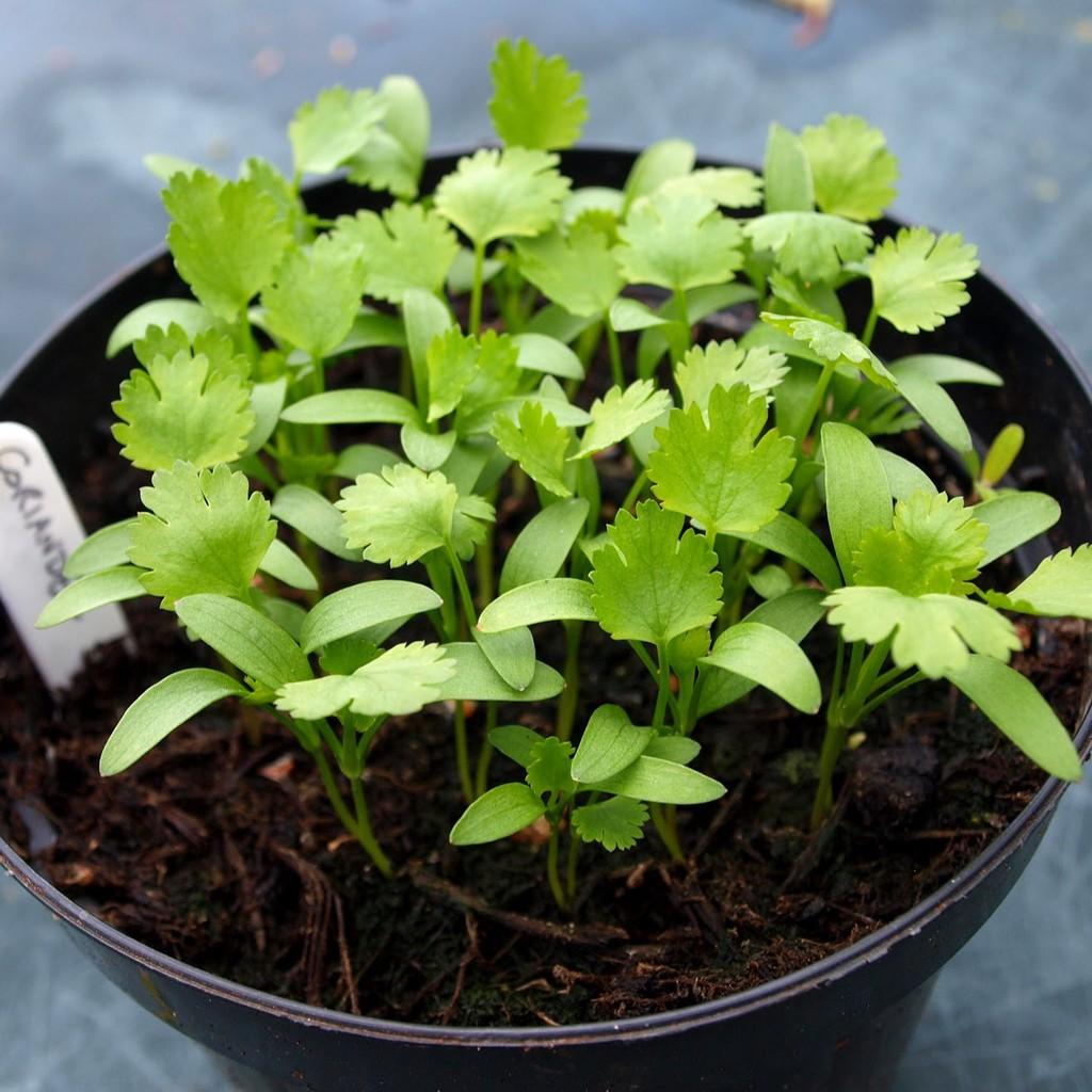 Hạt giống Rau Ngò Rí