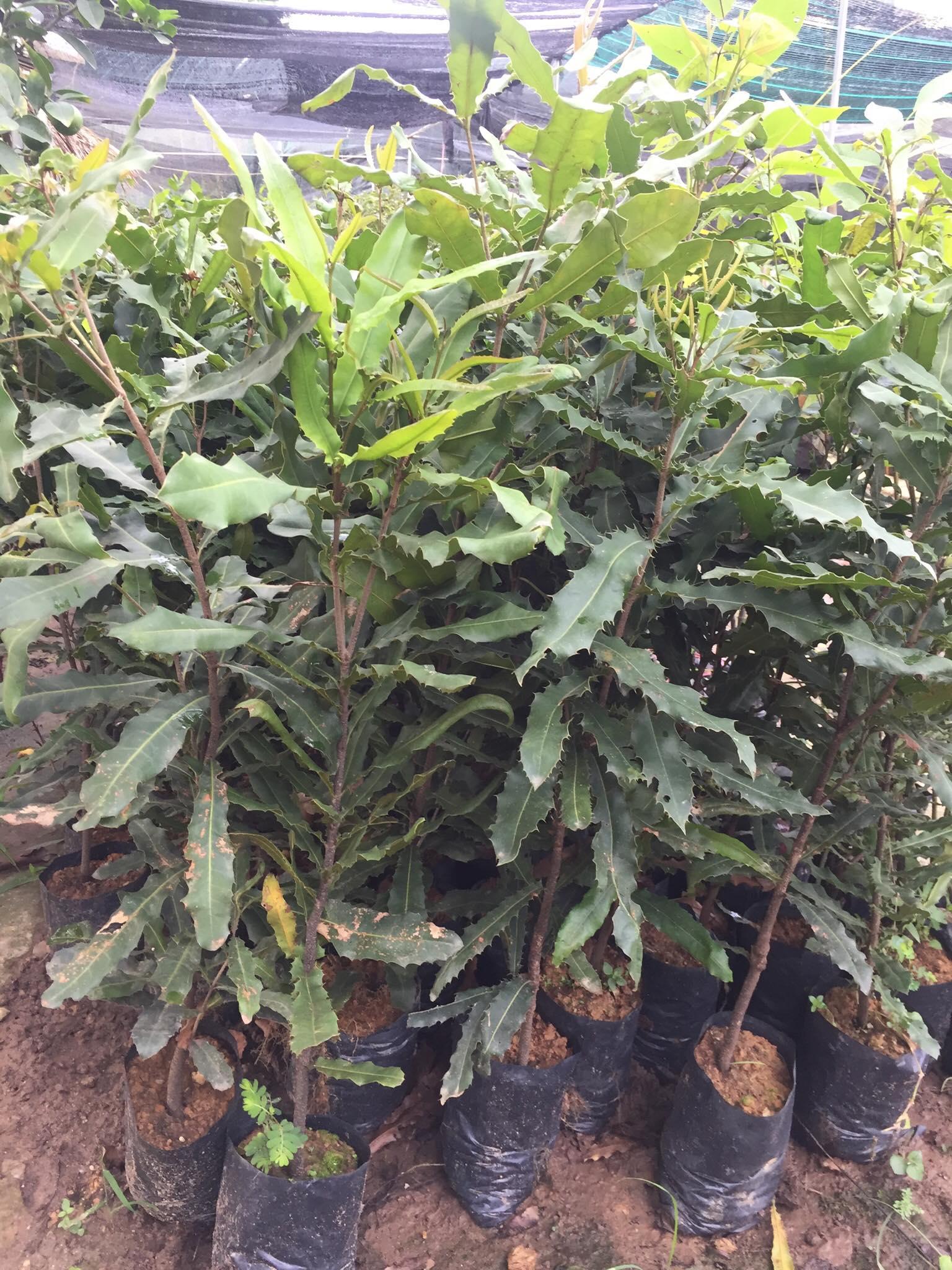 Cây MẮC CA, cây giống mắc ca gieo hạt