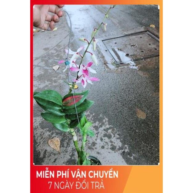 Lan Dendro Tím Nhạt