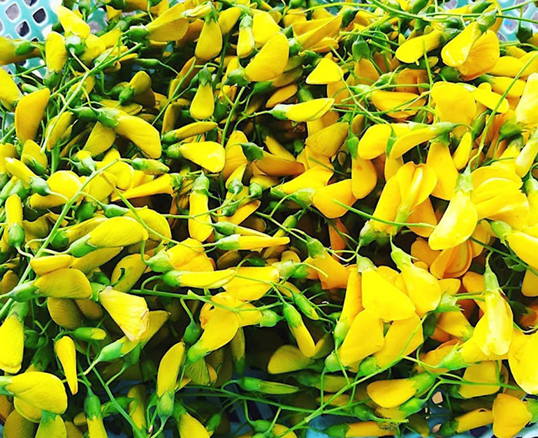 1GR - HẠT GIỐNG CÂY BÔNG HOA ĐIÊN ĐIỂN