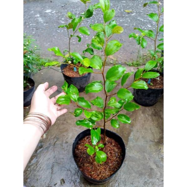 Cây táo xanh đang hoa cao 70cm