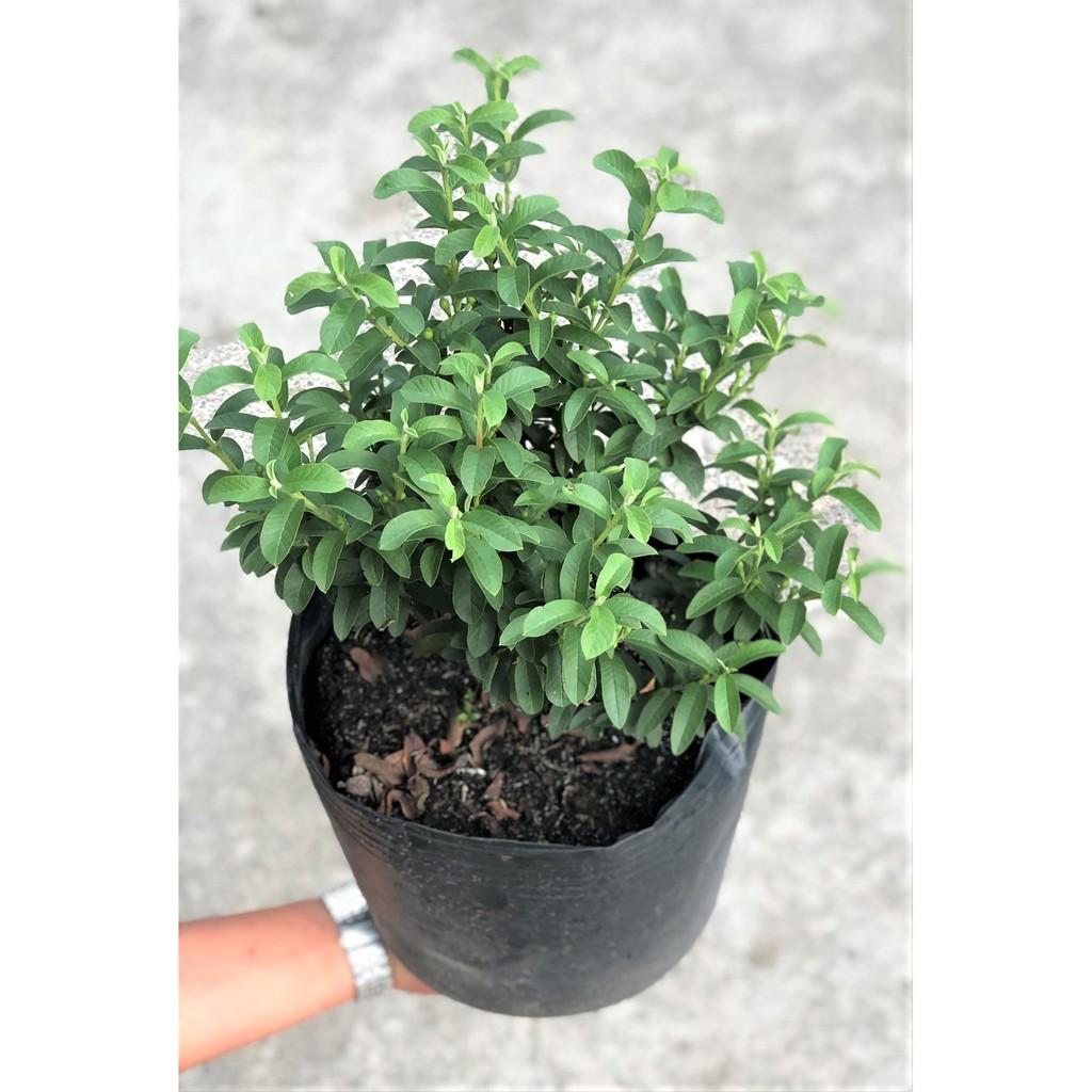 Chậu cây ổi Sẻ
