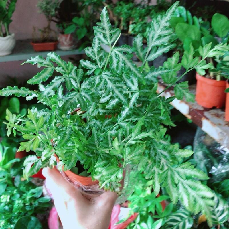 Dương Sỉ Thái