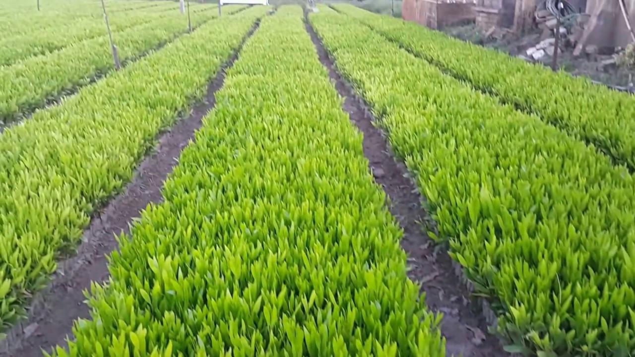 Hạt giống keo lai