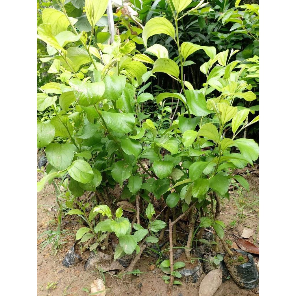 Giống Cây Táo Đại thái lan