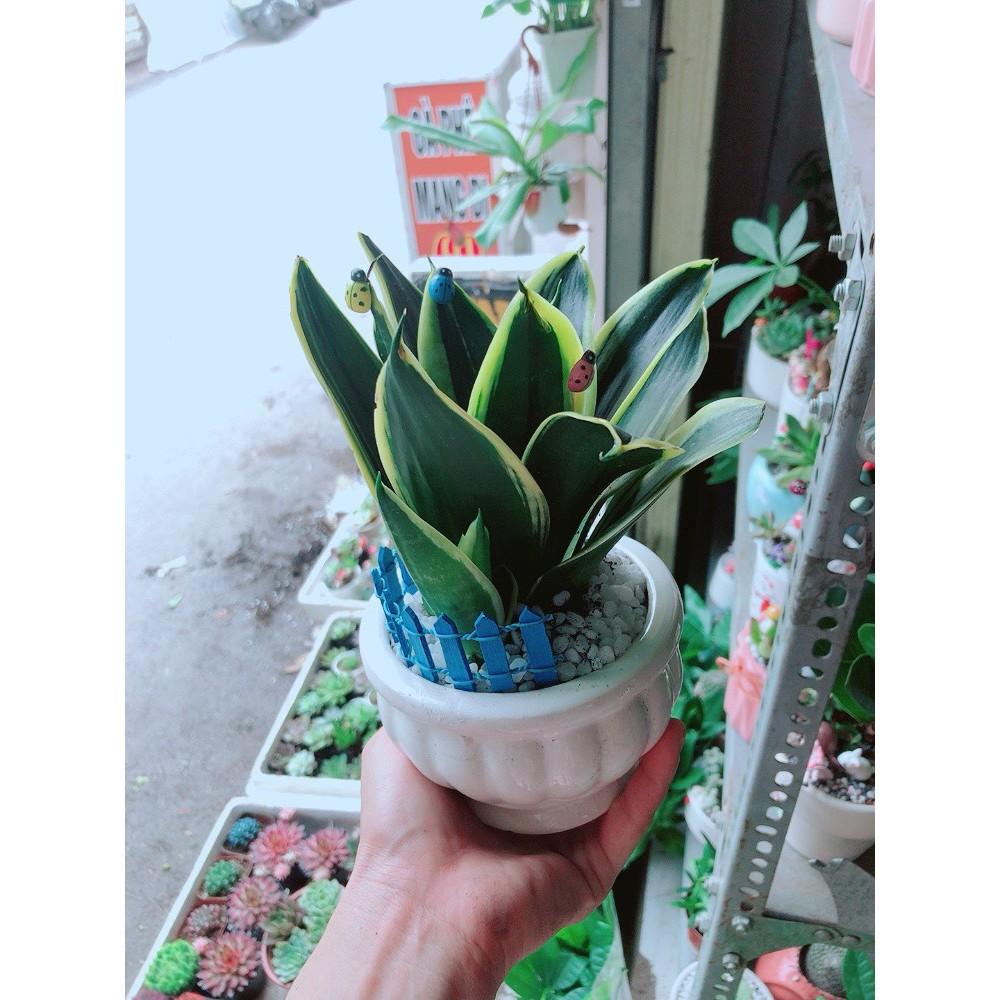 Chậu lưỡi hổ thái xanh