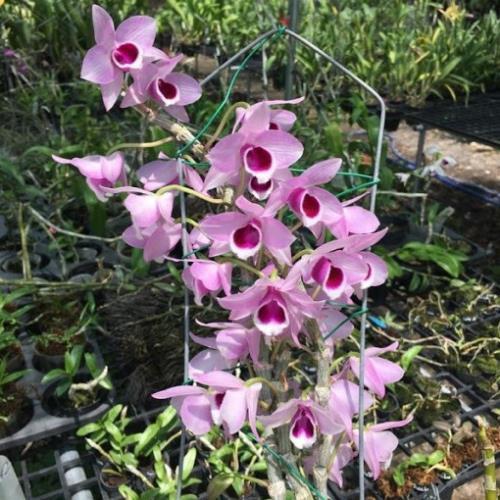 Sản Phẩm phong lan phi điệp thái nguyên