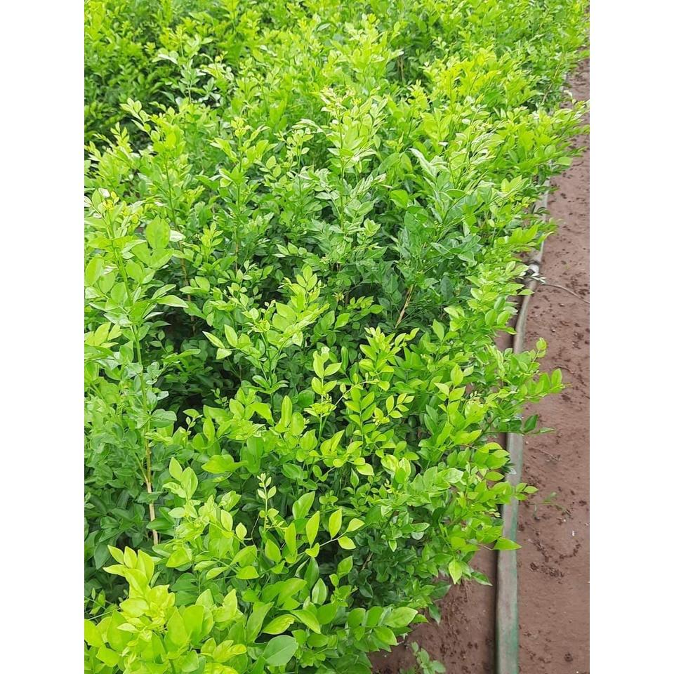 Cây nguyệt quế hoa trắng - Thơm xanh quanh năm