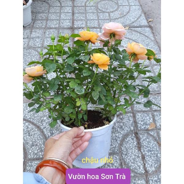 Chậu HOA HỒNG TEZZA CAM CÁ HỒI, đang hoa