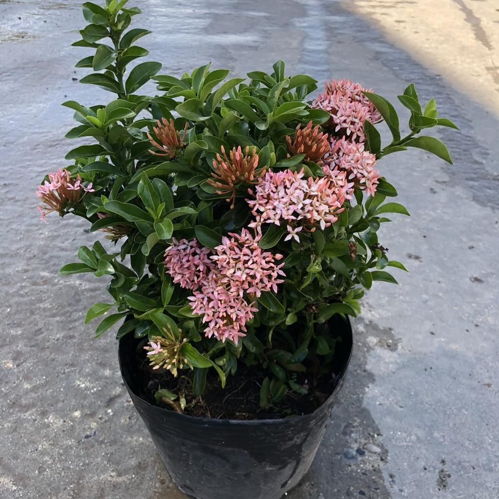 Cây hoa mẫu đơn siêu hoa đủ màu, chiều cao 35cm hoa nở sặc sỡ, cây thích hợp trang trí hàng rào, sân vườn