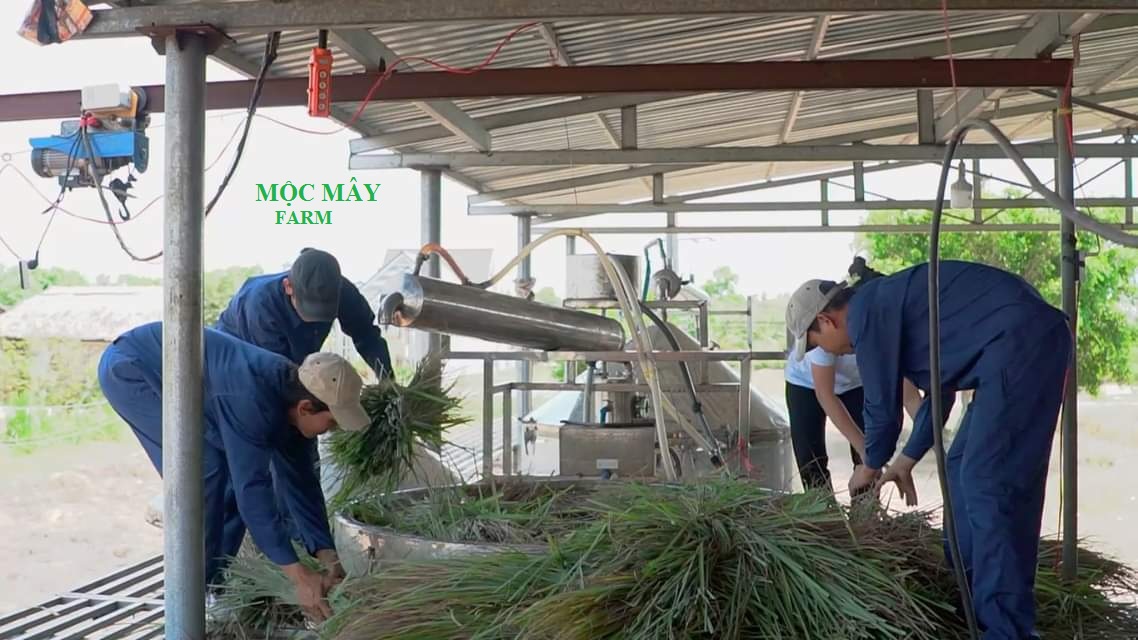 Tinh dầu Sả Chanh nguyên chất Mộc Mây - Xuất khẩu Châu Âu, xông phòng, khử mùi, thơm phòng, đuổi muỗi, thư giản