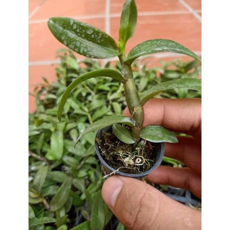 Hoa phong lan phi điệp trường sơn