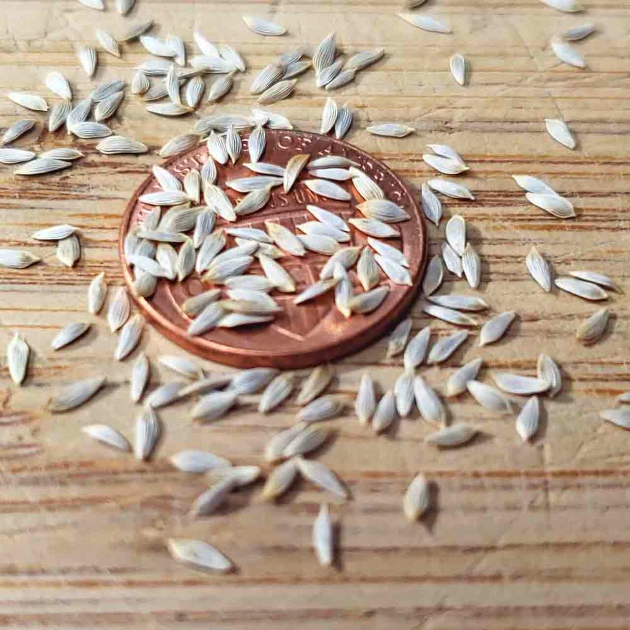 Hạt Giống Xà lách đăm xanh