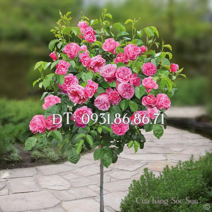 Hạt giống hoa hồng thân gỗ – Bịch 10 hạt – Mã số 1509