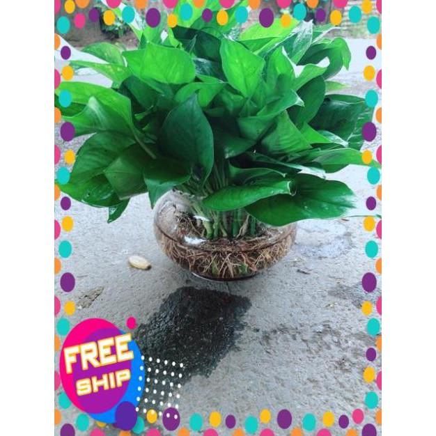 Trầu Bà Thái Trồng Thuỷ Sinh Size Đại