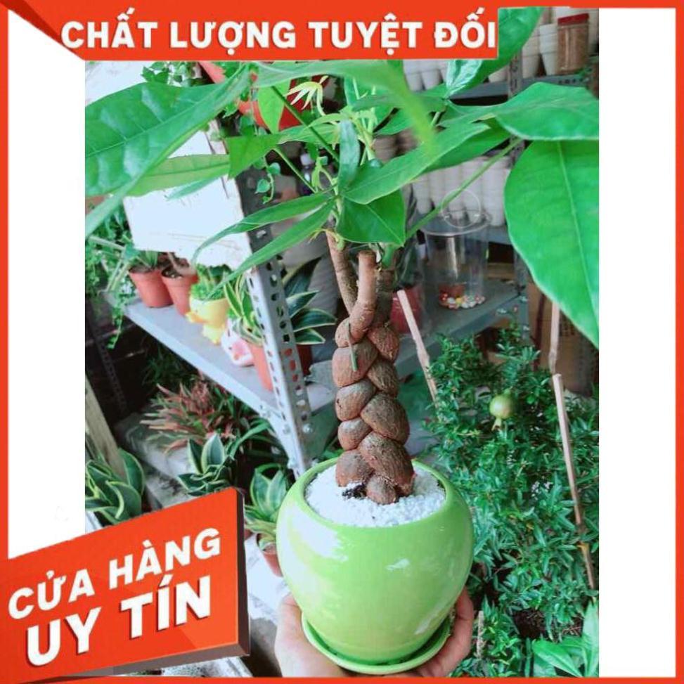 Chậu kim ngân thắt bím 3 thân Nhiều Người Mua