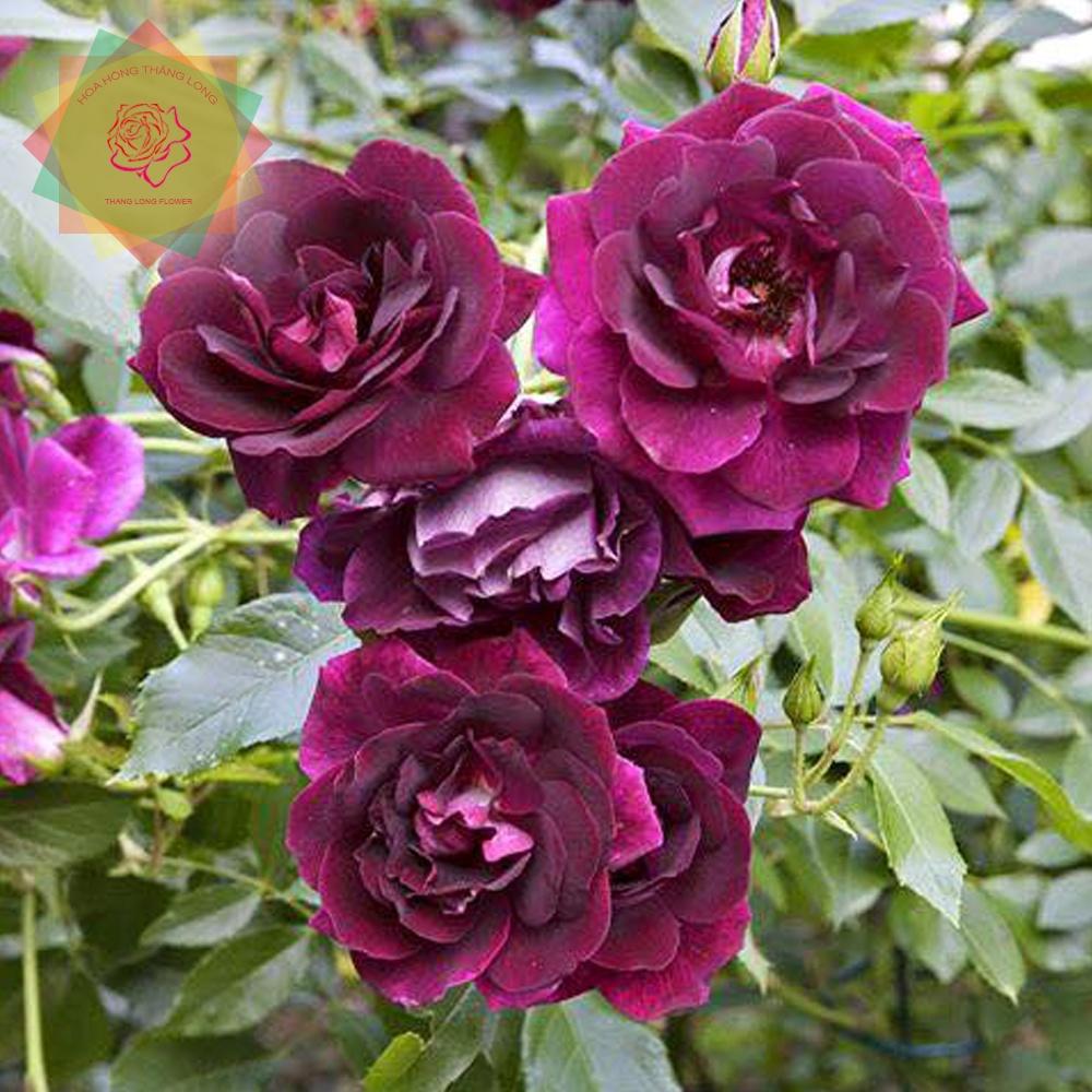 Cây hoa hồng ngoại Burgundy Iceberg tím
