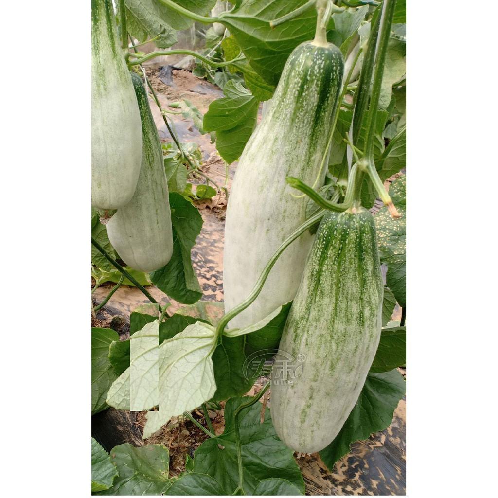 Hạt giống Dưa lê quả dài Yang Jiao Mi F1 - Dưa lê chuối 0.3gr/gói