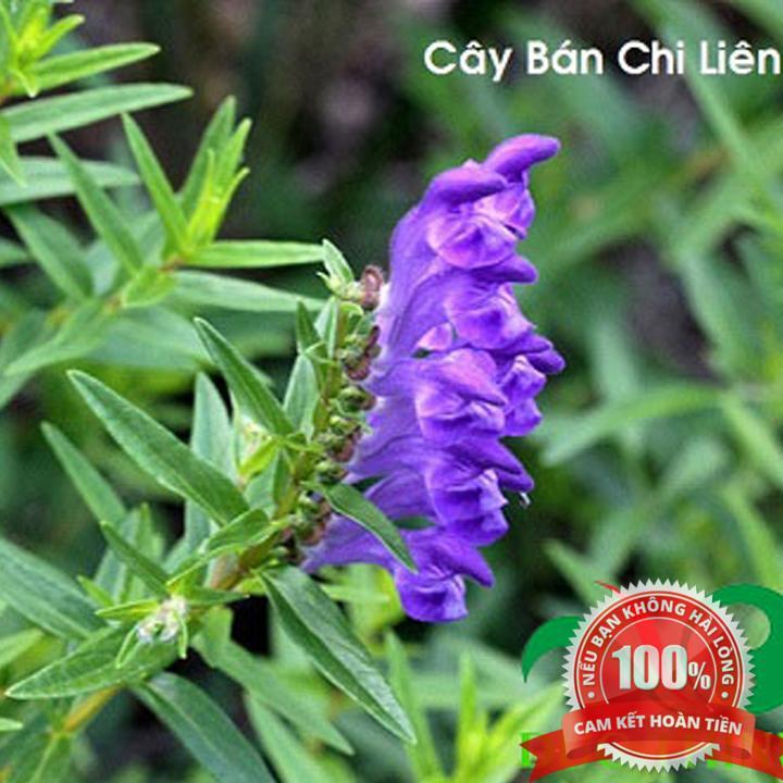 Cây bán chi liên - Sản phẩm khô hữu cơ gói 1kg