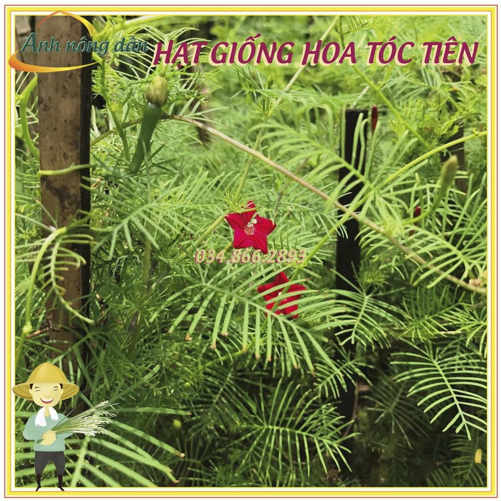 Hạt giống hoa tóc tiên mix màu leo giàn, dễ trồng, nhiều hoa