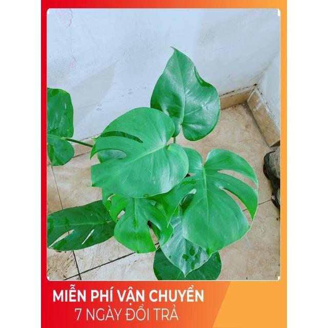 Cây Môn Lá Rách ( Phật Bà Lá Rách)