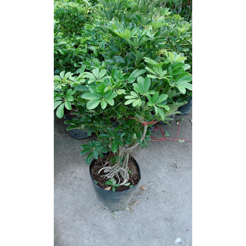 Cây Ngũ Gia Bì Lớn