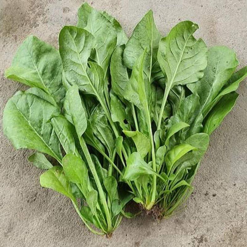 Hạt giống cải bó xôi chịu nhiệt Turkana gói 5gr - DỄ TRỒNG