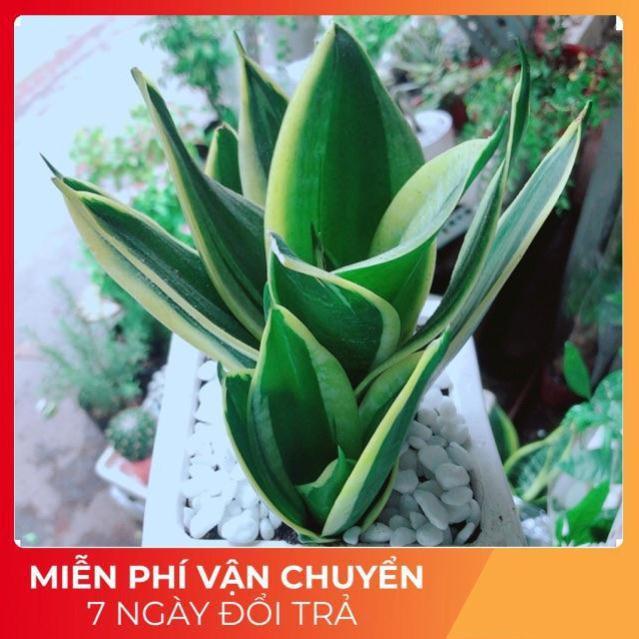 Chậu Lưỡi Hổ Thái Xanh