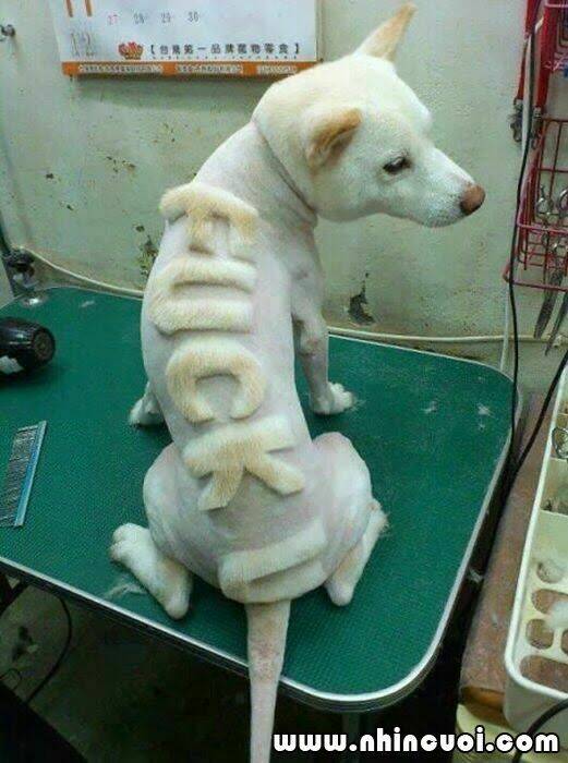 hình ảnh hài hước new chapter 28 14